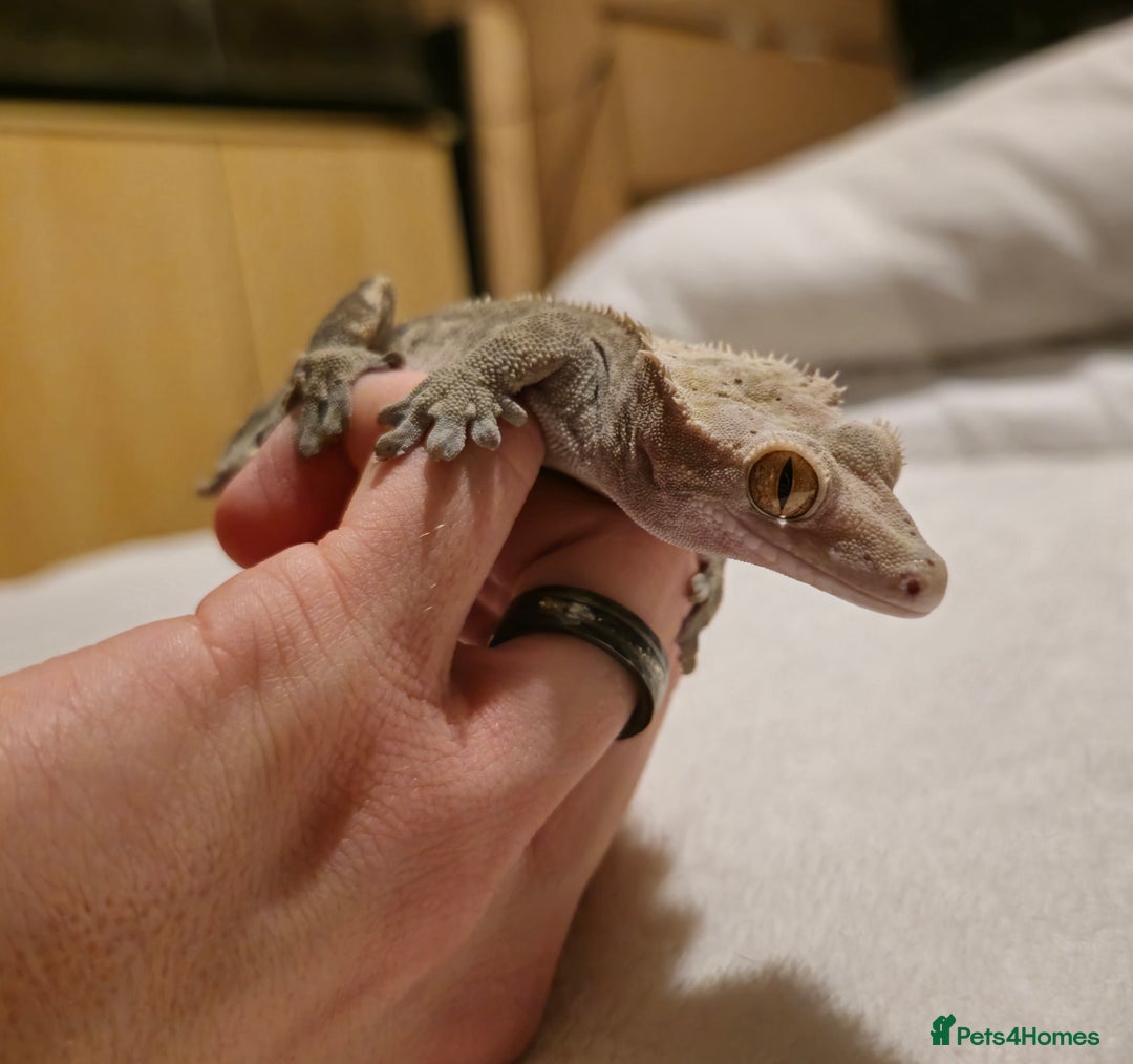 Gecko reptiles for sale: Male Crested Gecko  - Advert 4