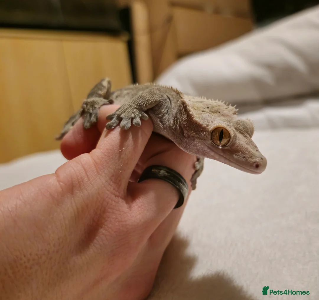 Gecko reptiles for sale: Male Crested Gecko  - Advert 4