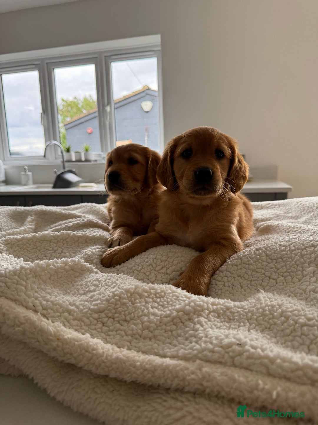 Golden Retriever dogs for sale: KC REG DARK RED GOLDEN RETRIEVER PUPPIES  - Image 10