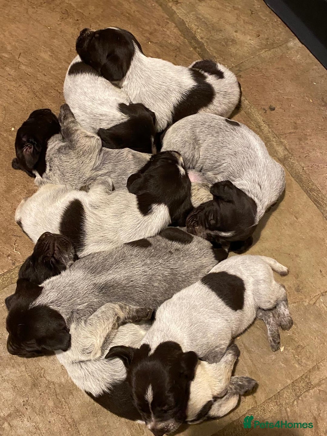 German Wirehaired Pointer dogs for sale: German Wire Haired Pointer Puupies - Image 2