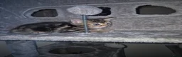 Arabian Mau cats for sale: Gorgeous kittens  - Advert 8
