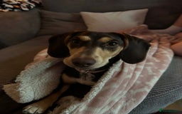 Dachshund dogs for sale: 8 month gorgeous chocolate/tri dachshund girl - Image 9