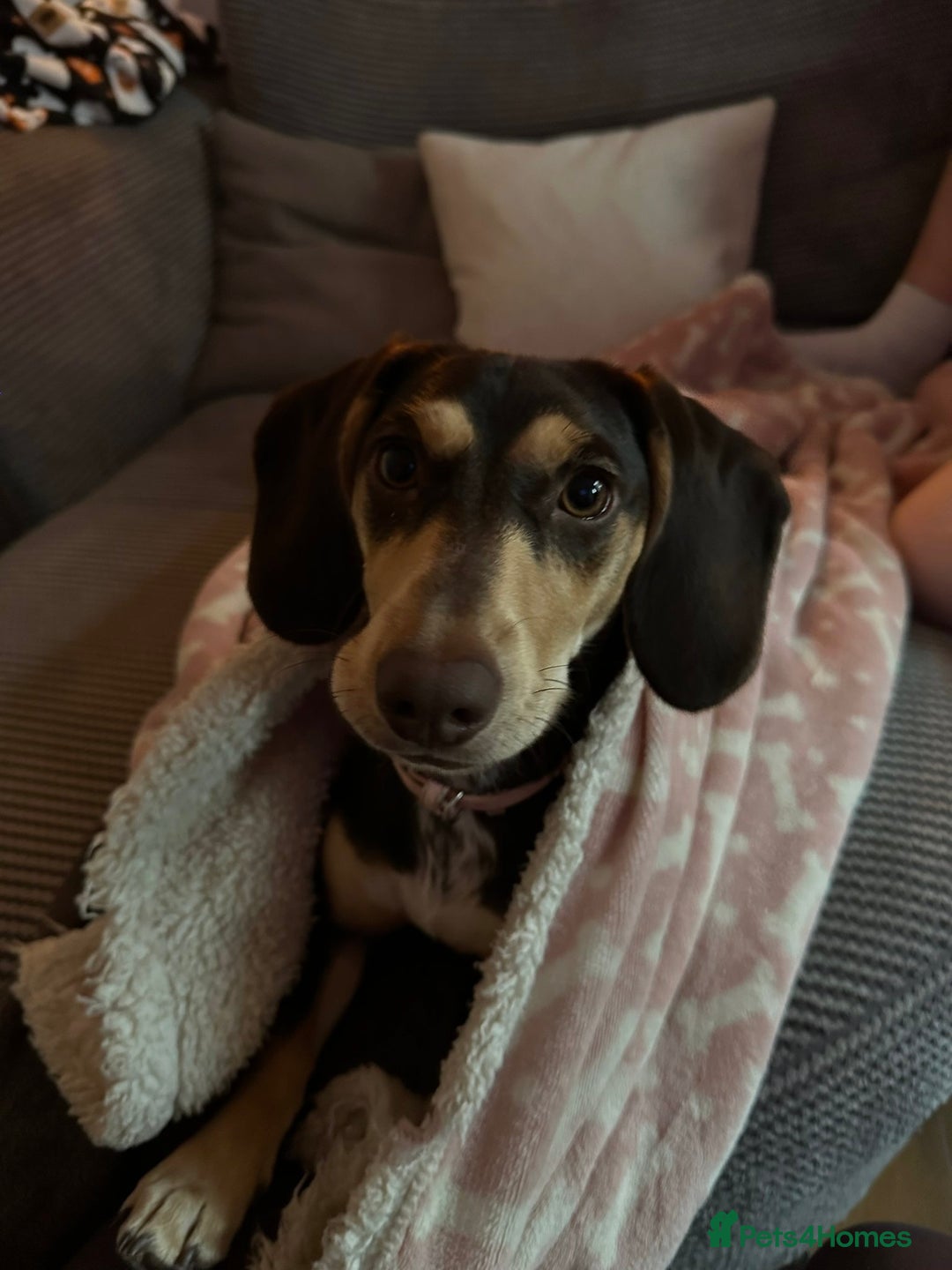 Dachshund dogs for sale: 8 month gorgeous chocolate/tri dachshund girl - Image 9