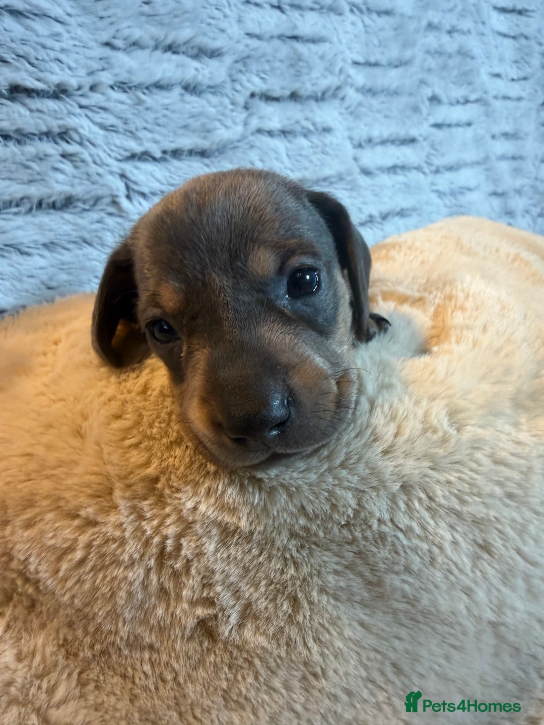 Dachshund dogs for sale: 6 Absolutely stunning dachshund  puppies for sale - Advert 6