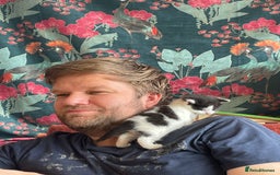 British Longhair cats for sale: British Longhair x domestic black white kittens - Image 11