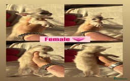 Bengal cats for sale: True to type bengal kittens - Advert 10