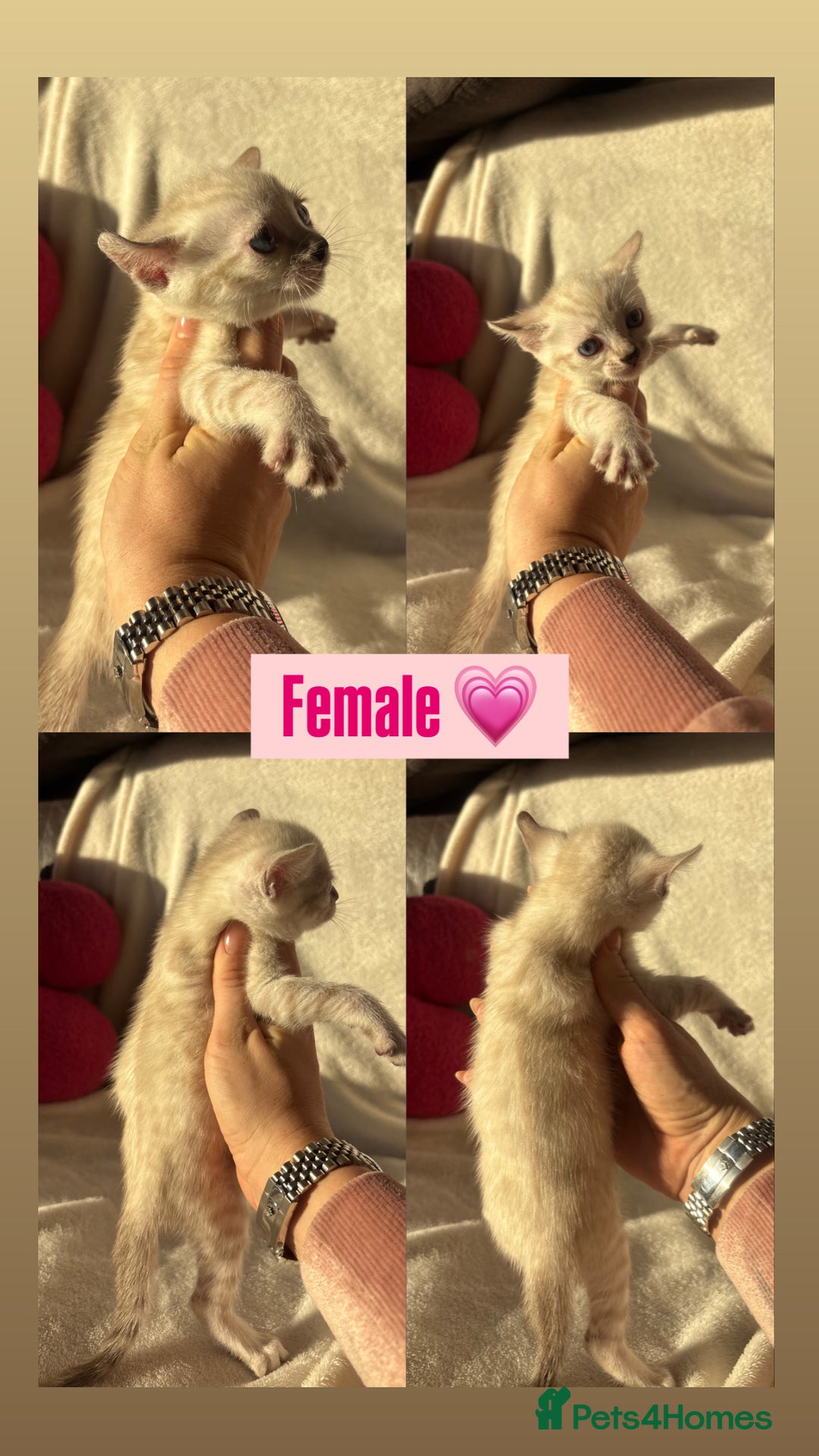 Bengal cats for sale: True to type bengal kittens - Advert 10