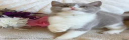 British Shorthair cats for sale: Gorgeous British Shorthairs Registered - Advert 2