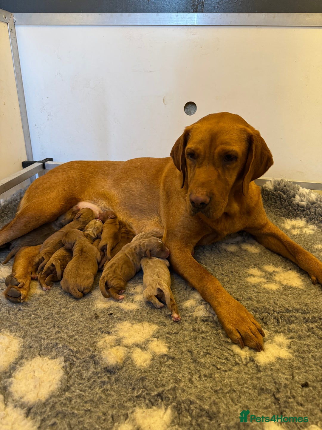 Labradoodle dogs for sale: Stunning deep red F1 labradoodles - Image 16