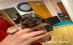 Miniature Dachshund dogs for sale: Reservation list now open! - Image 29