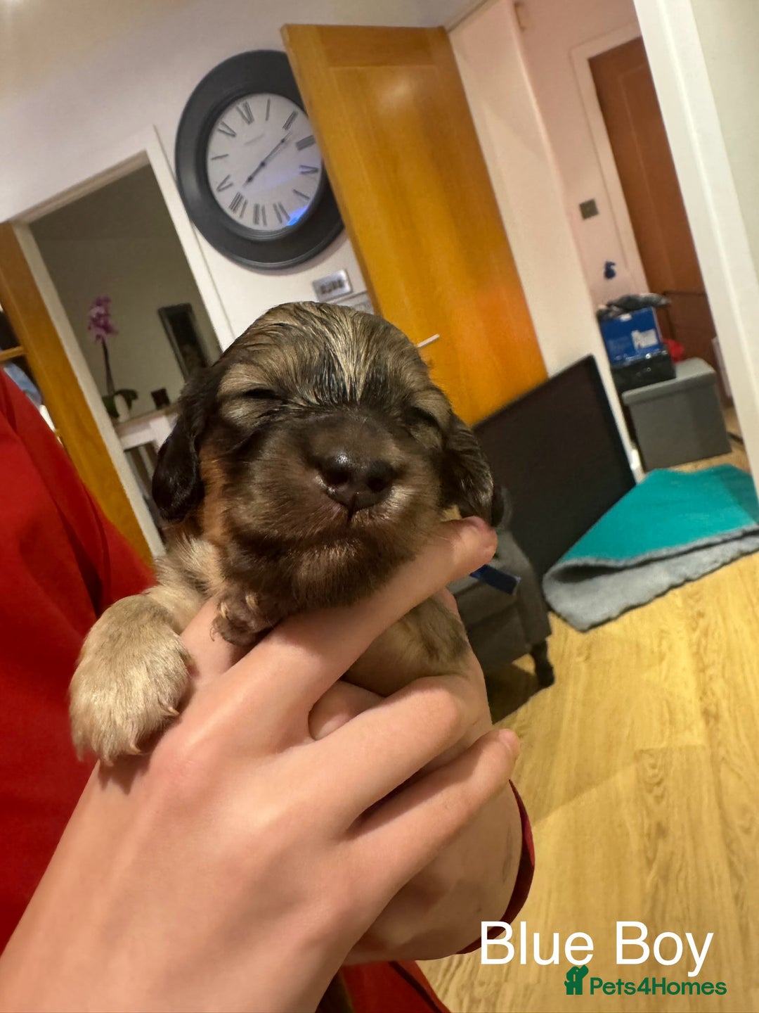 Miniature Dachshund dogs for sale: Reservation list now open! - Image 29