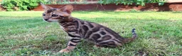 Bengal cats for sale: Bengal kitten GCCF registred  - Advert 3