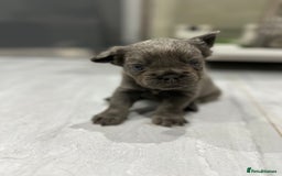 French Bulldog dogs for sale: Beautiful French bulldogs  - Advert 12