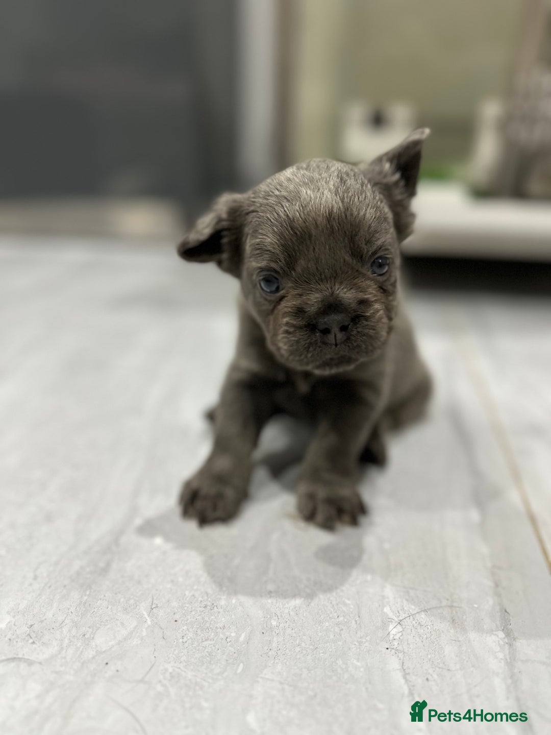French Bulldog dogs for sale: Beautiful French bulldogs  - Advert 12