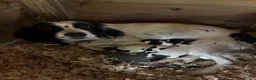 Sprocker dogs for sale: Sprocker x Spaniel Puppies - Advert 2