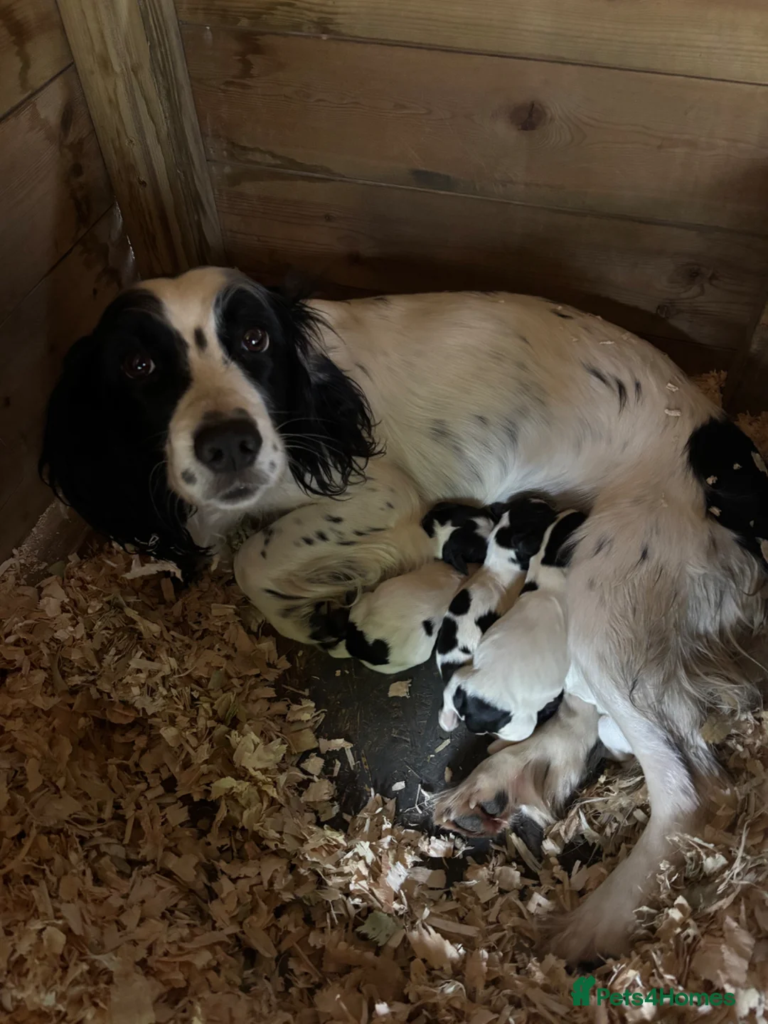 Sprocker dogs for sale: Sprocker x Spaniel Puppies - Advert 2