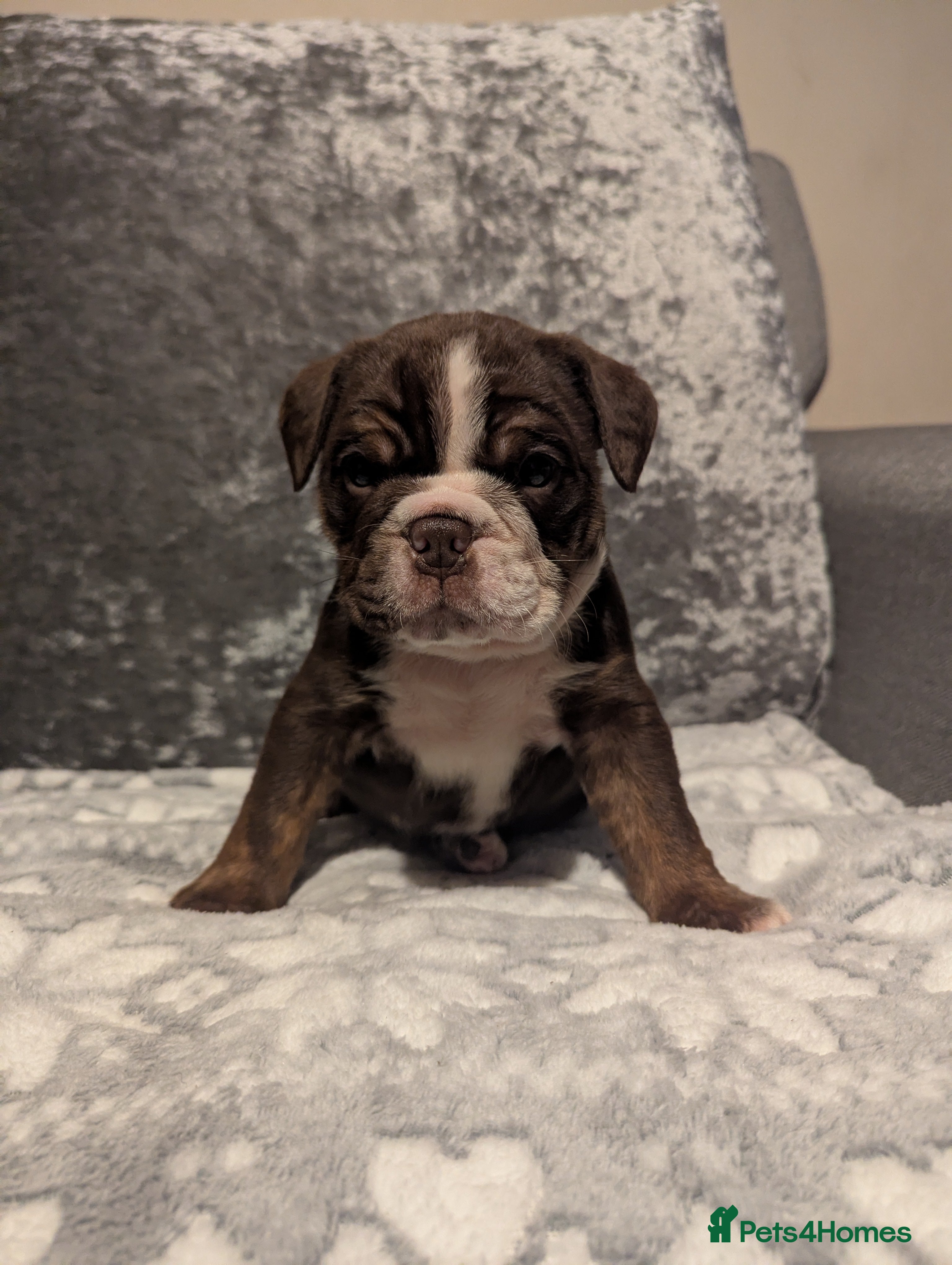 Old Tyme Bulldog dogs STUNNING OLD TYME ENGLISH BULLDOG PUPPIES  - Advert 11