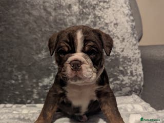 Old Tyme Bulldog dogs STUNNING OLD TYME ENGLISH BULLDOG PUPPIES - Advert 11