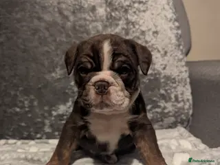 Old Tyme Bulldog dogs STUNNING OLD TYME ENGLISH BULLDOG PUPPIES - Advert 2