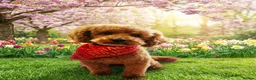 Cavapoo dogs for sale: 🐶🌸Stunning F1b Toy Cavapoo’s dark fox red 🐾 - Advert 8