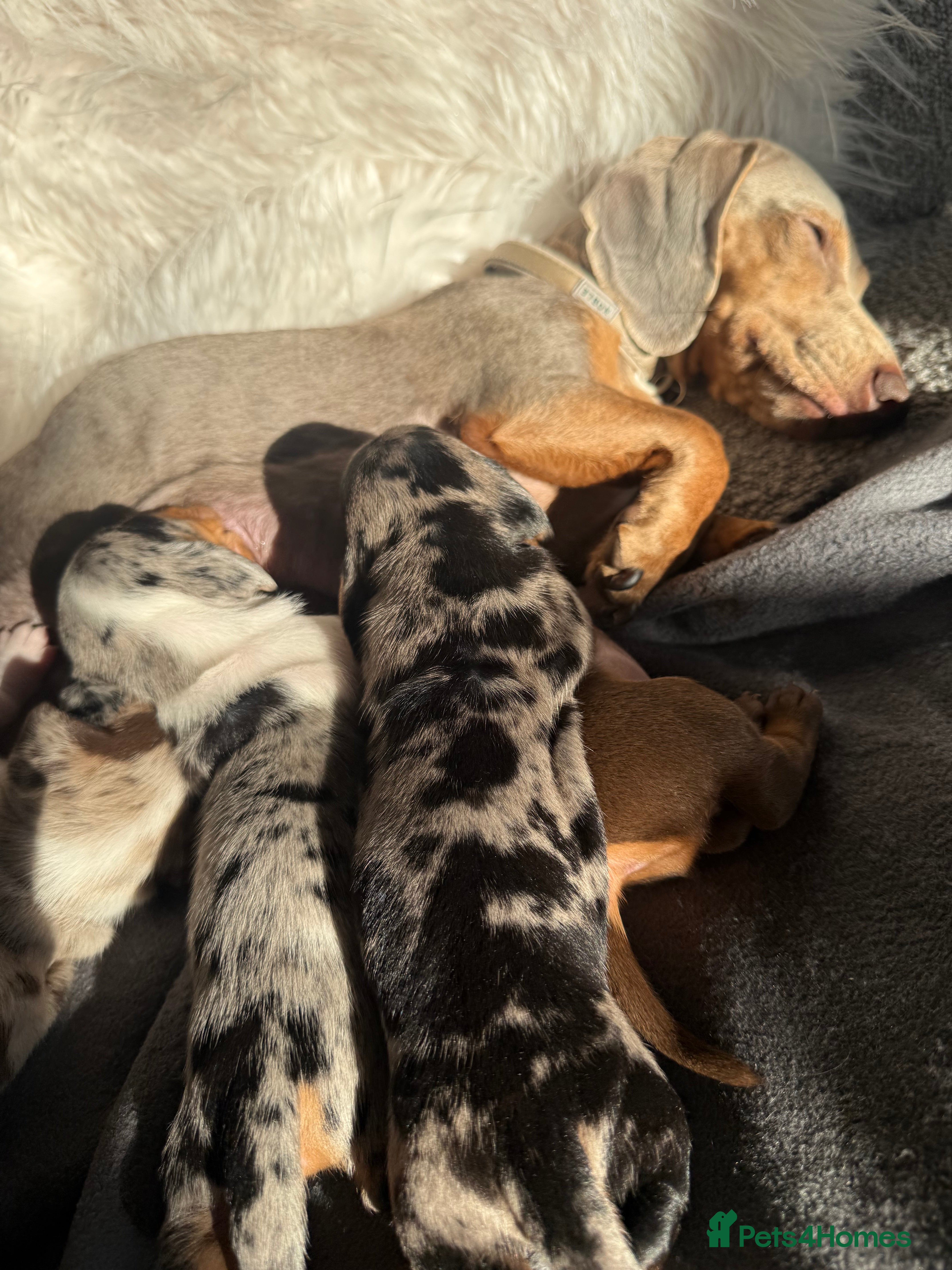 Miniature Dachshund dogs Choccie and tan mini sausage girl - for sale - Advert 2