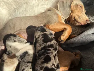 Miniature Dachshund dogs Choccie and tan mini sausage girl - for sale - Advert 2