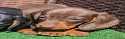 Miniature Dachshund dogs for sale: Quality KC/ PRA clear Miniature Dachshund puppies  - Advert 6