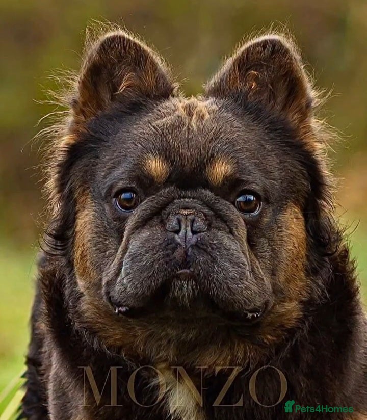 French Bulldog dogs RARE FRENCH BULLDOGS DUE JULY/FLUFFY LINES⭐️⭐️ - Advert 6
