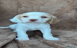 Cocker Spaniel dogs for sale: Gorgeous kc registered cocker spaniel puppies - Image 23