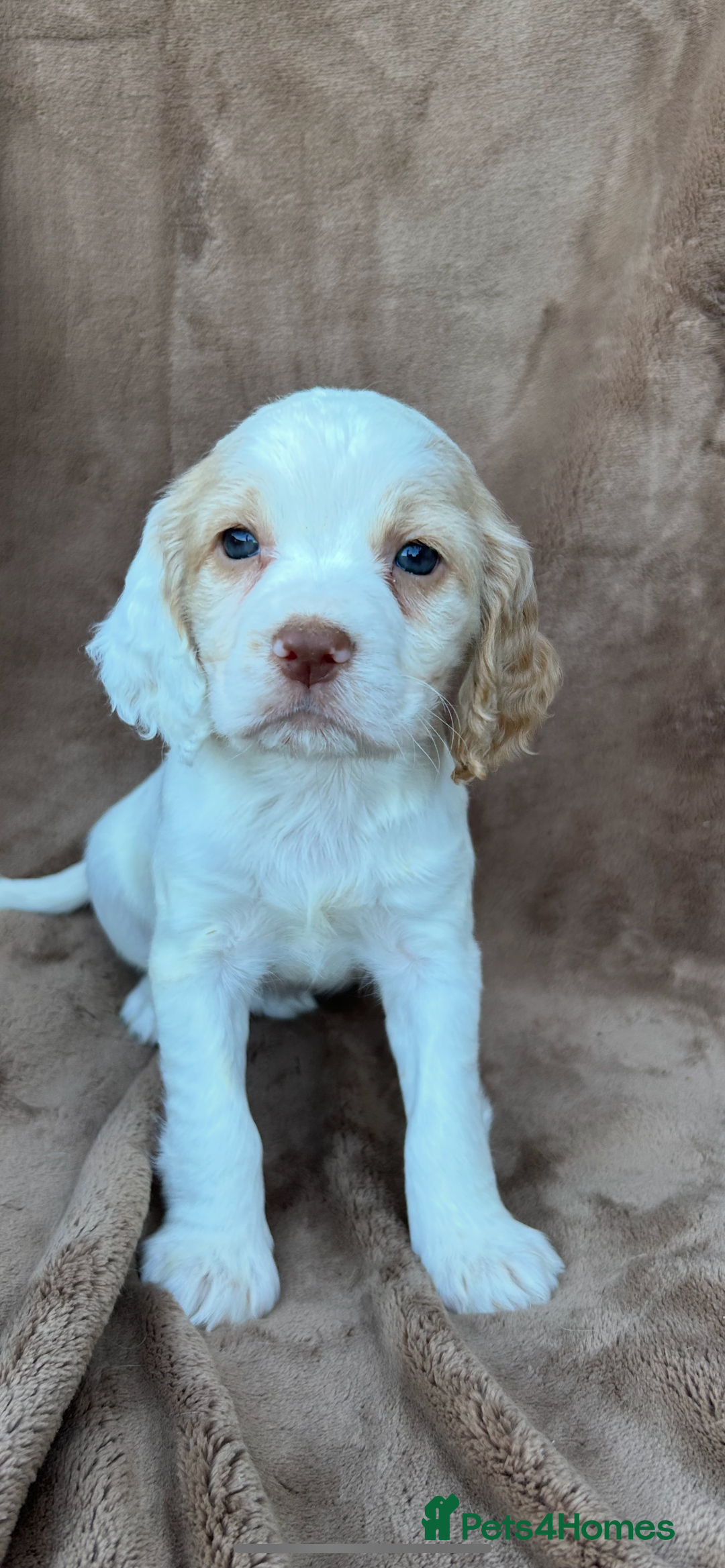 Cocker Spaniel dogs for sale: Gorgeous kc registered cocker spaniel puppies - Image 23