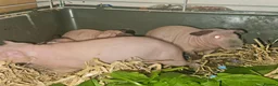 Guinea Pig rodents for sale: 4 male skinny pig boars - Advert 19