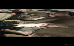 French Bulldog dogs for sale: REDUCED French Bull Dog Pups  - Image 19