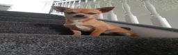 Chihuahua dogs for sale: AVAILABLE: PRICE LOWERED - Advert 7