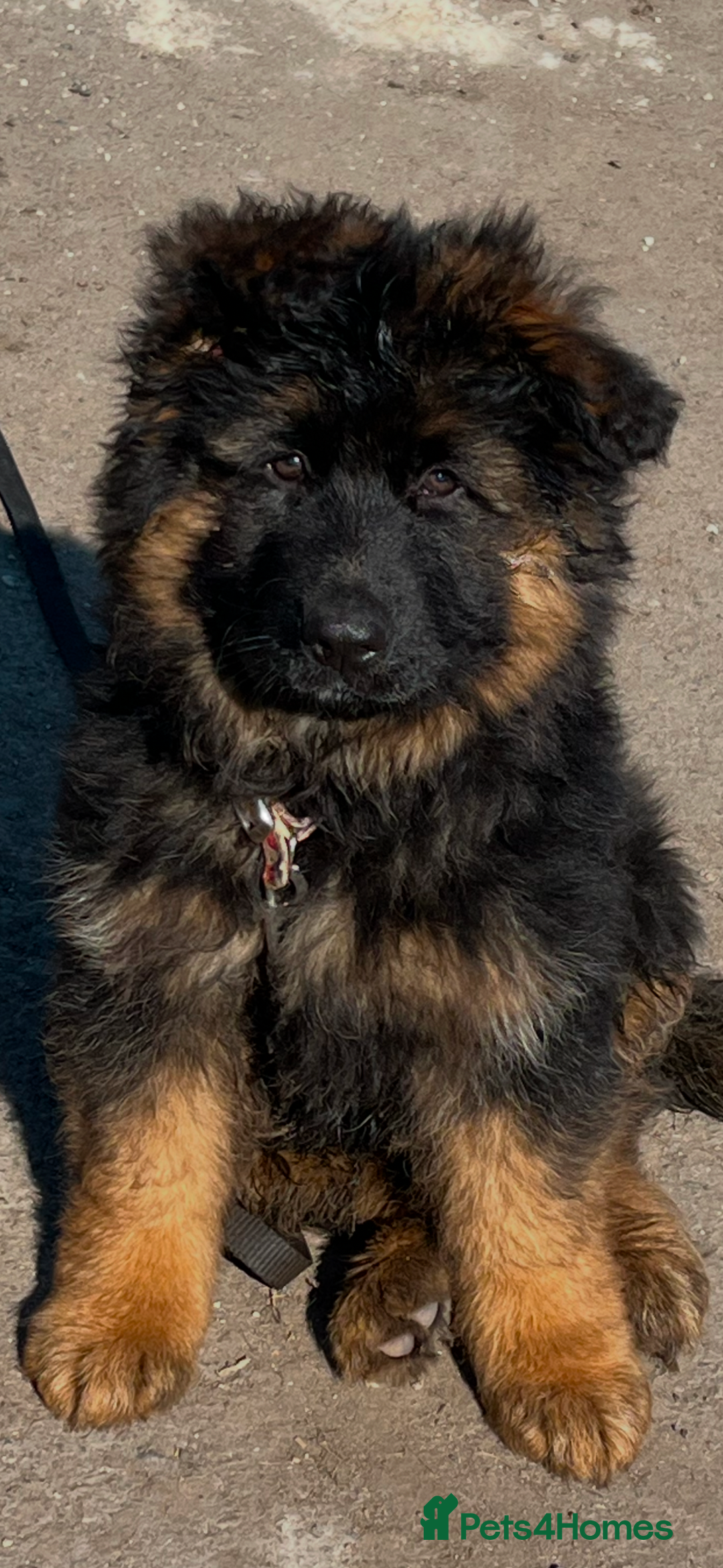 German Shepherd dogs for sale: Stunning Pedigree German Shepherd Puppies - Image 19