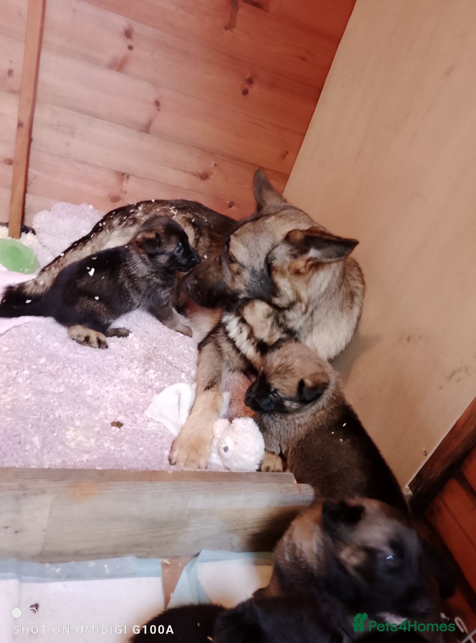 German Shepherd dogs Stunning German shepherd babies  - Advert 17