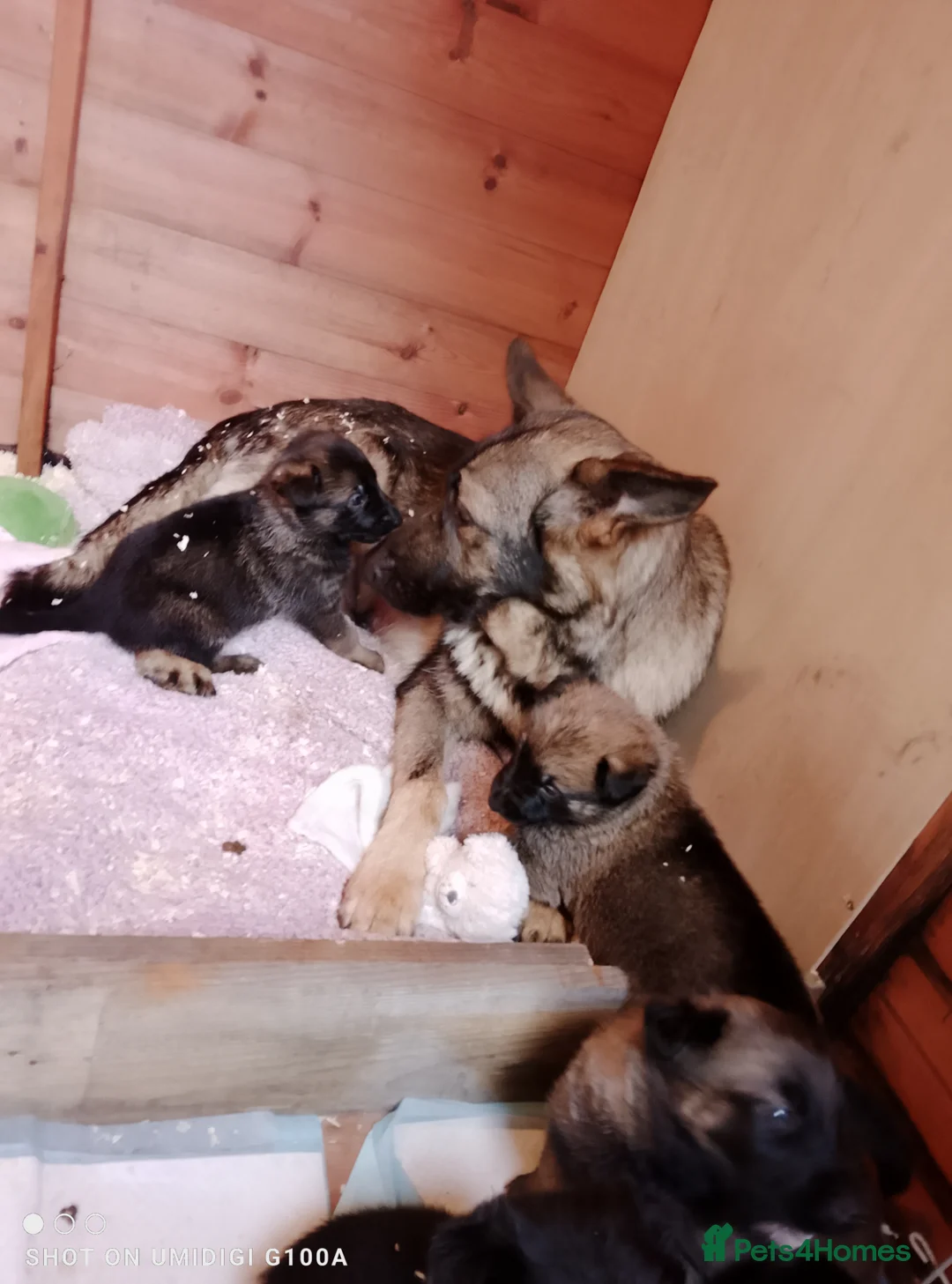 German Shepherd dogs for sale: German shepherd babies  lAST GIRL FOR DEPOSIT  - Advert 1