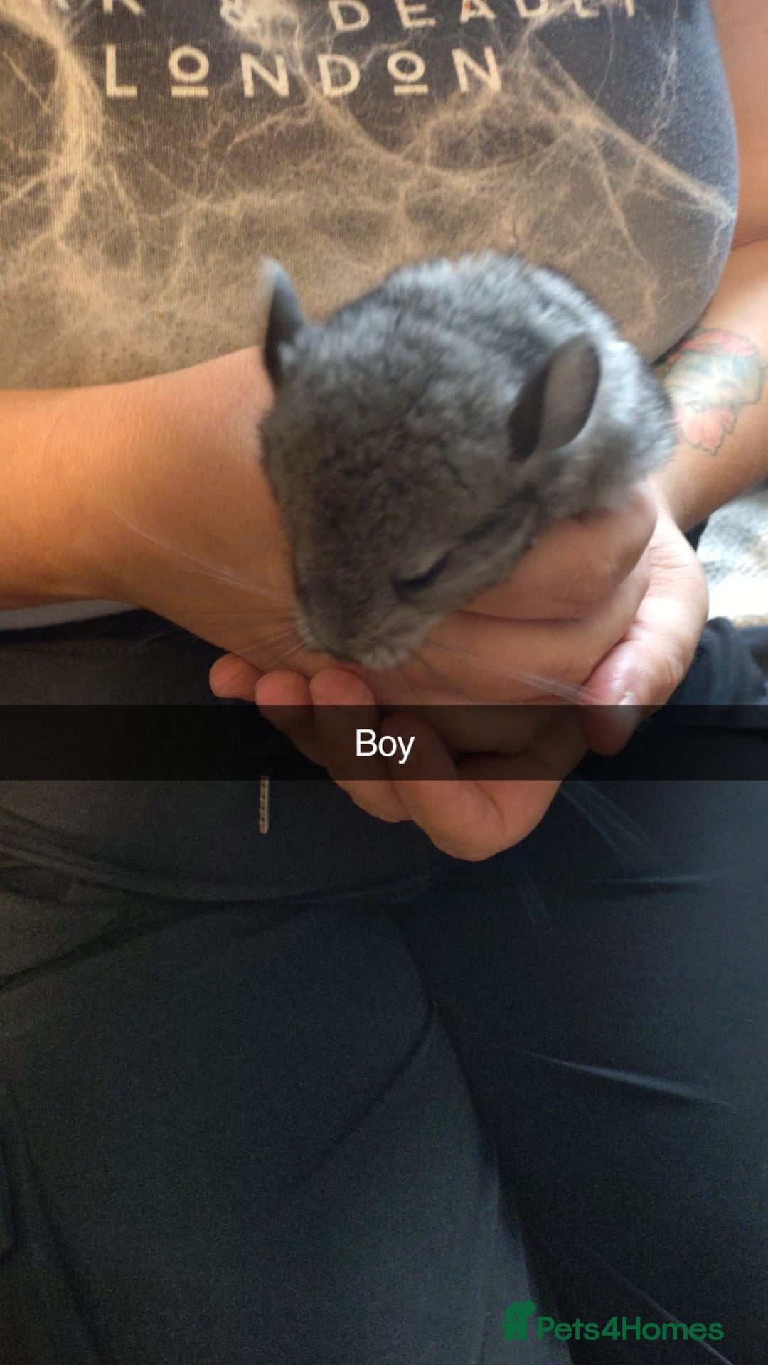 Chinchilla rodents for sale: Baby chinchilla × 3 (male) - Image 3