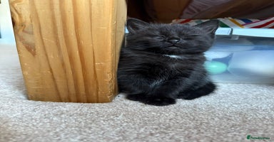 Mixed Breed cats - Advert 2