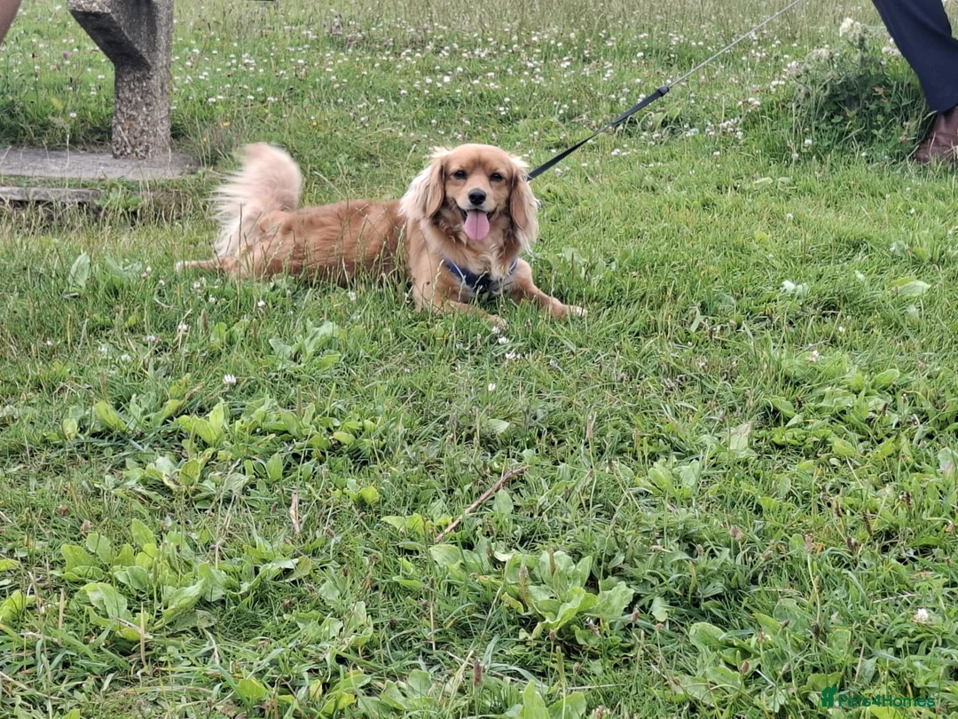 Cavapoochon dogs for stud: Cavapoochon Stud Dog - Advert 7