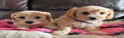 Cavachon dogs for sale: Cavachon puppies  - Advert 20