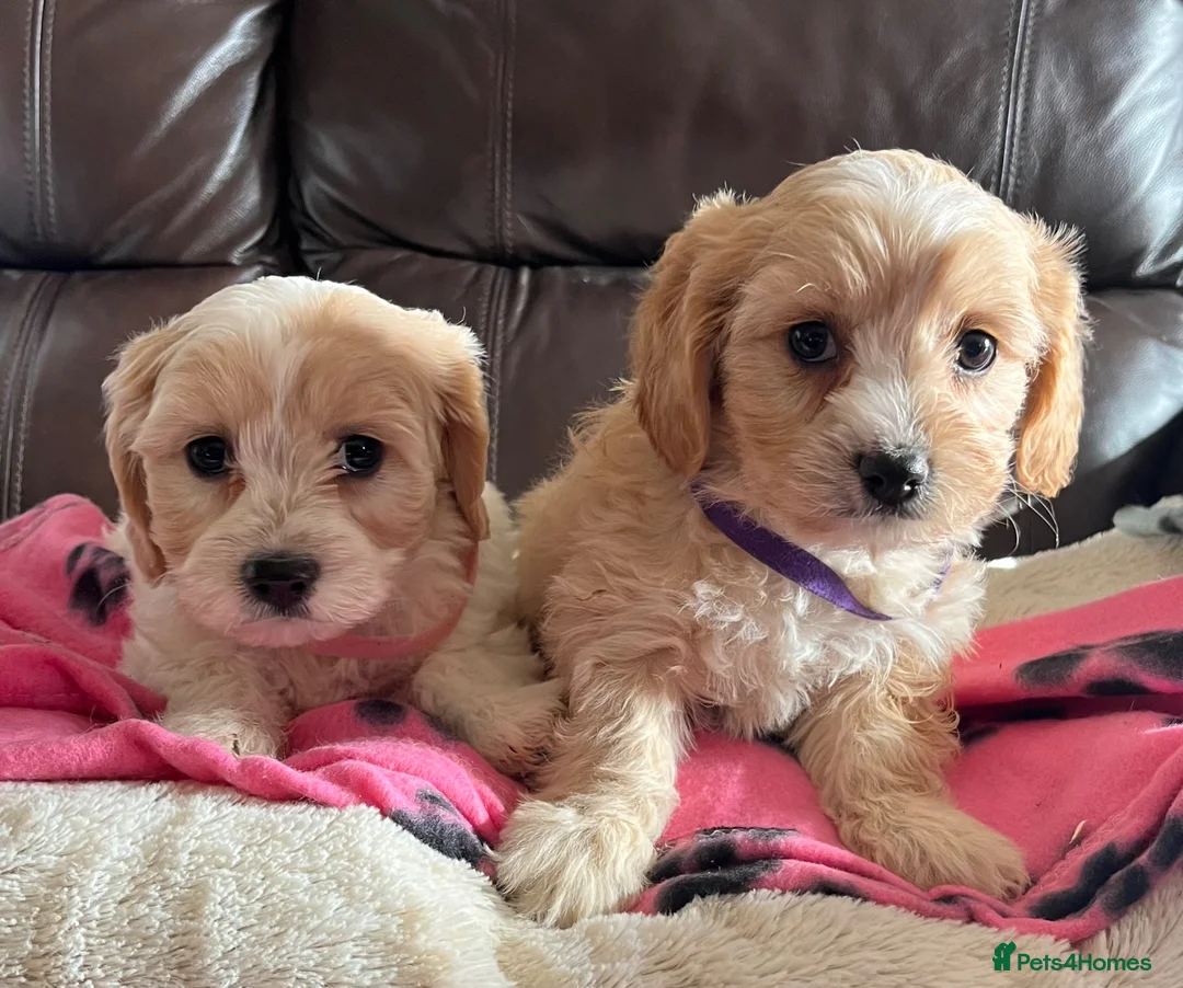 Cavachon dogs for sale: Cavachon puppies  - Advert 20