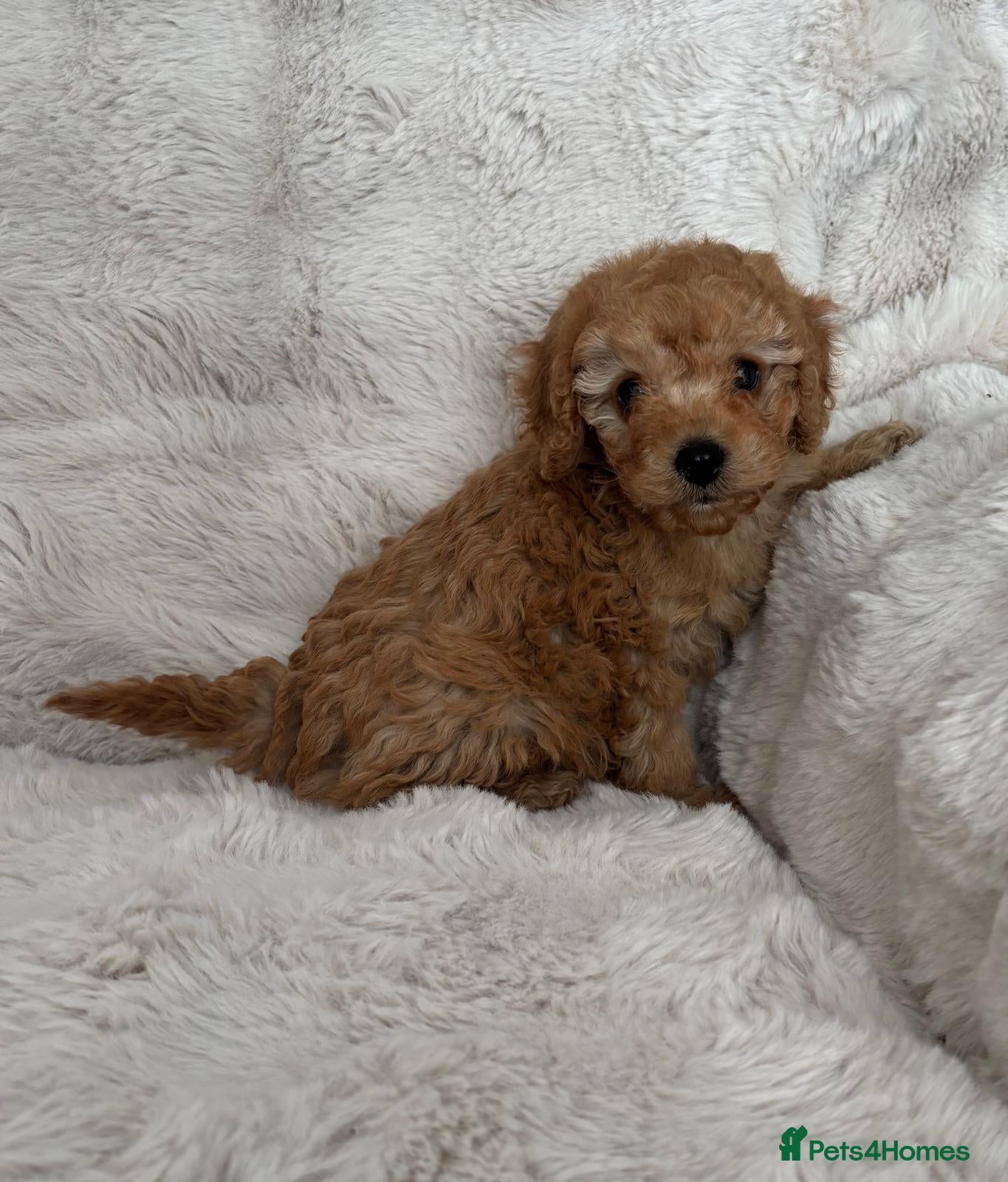 Cavapoo dogs Cavpoo puppies - Advert 4