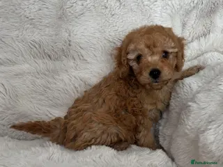 Cavapoo dogs Cavpoo puppies - Advert 4