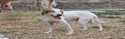 Mixed Breed dogs for adoption: Oscar is ready for his forever sofa! in Dawlish - Advert 1