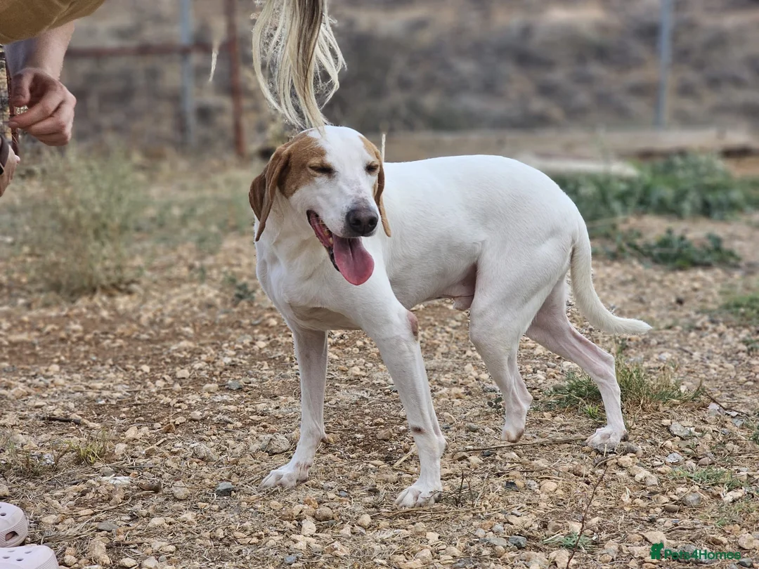 Mixed Breed dogs for adoption: Oscar is ready for his forever sofa! in Dawlish - Advert 1