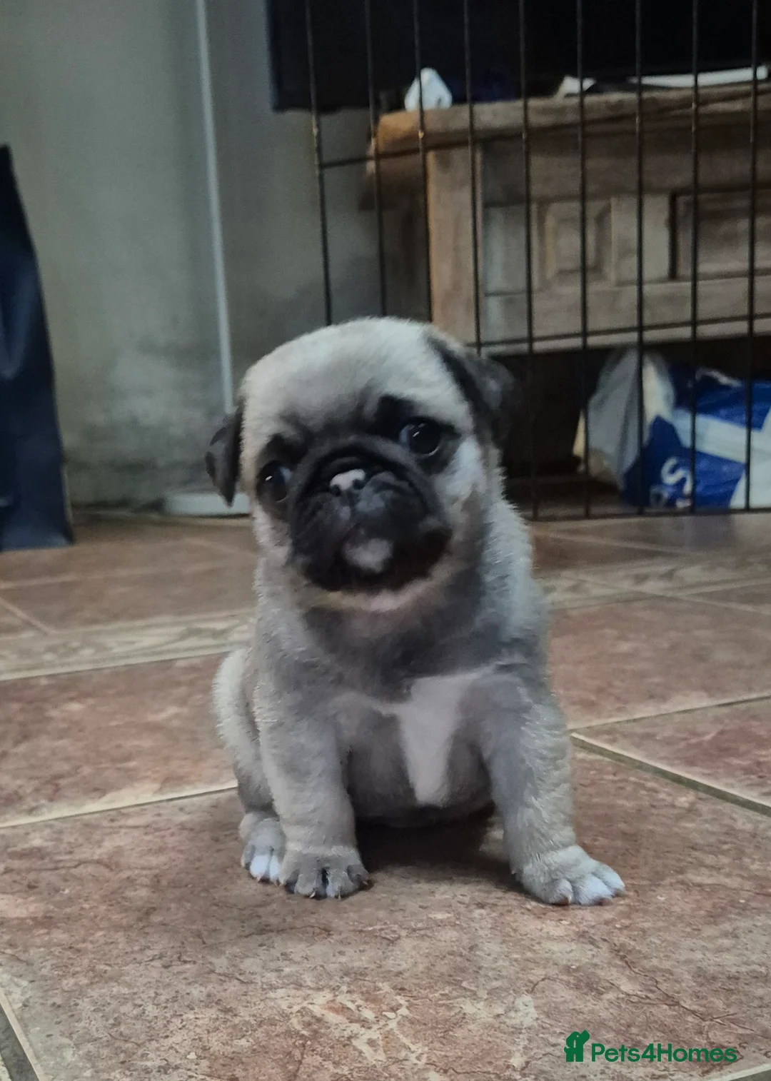 Pug dogs for sale: Two female silver fawn pug puppies for sale - Advert 2