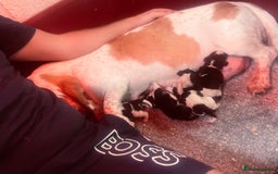Basset Hound dogs for sale: Bassat hound puppys  - Image 6
