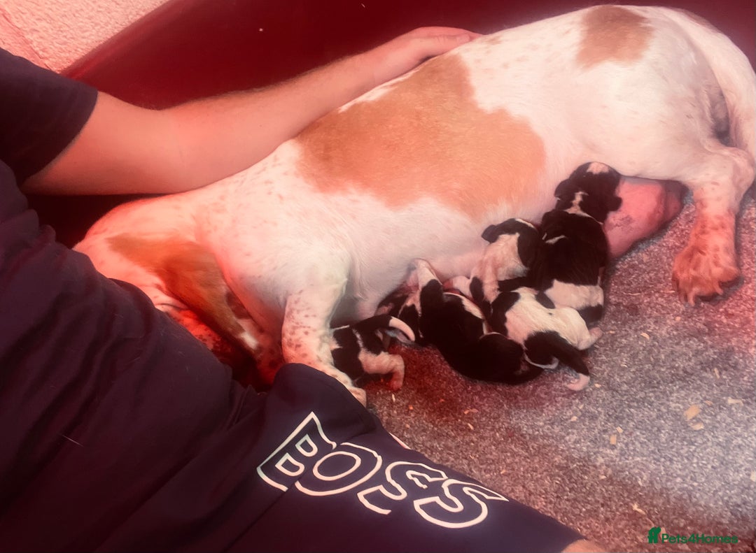 Basset Hound dogs for sale: Bassat hound puppys  - Image 6