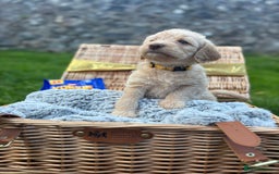 Labradoodle dogs for sale: 🐶 Adorable Labradoodle Puppies for Sale! 🐶 - Image 4