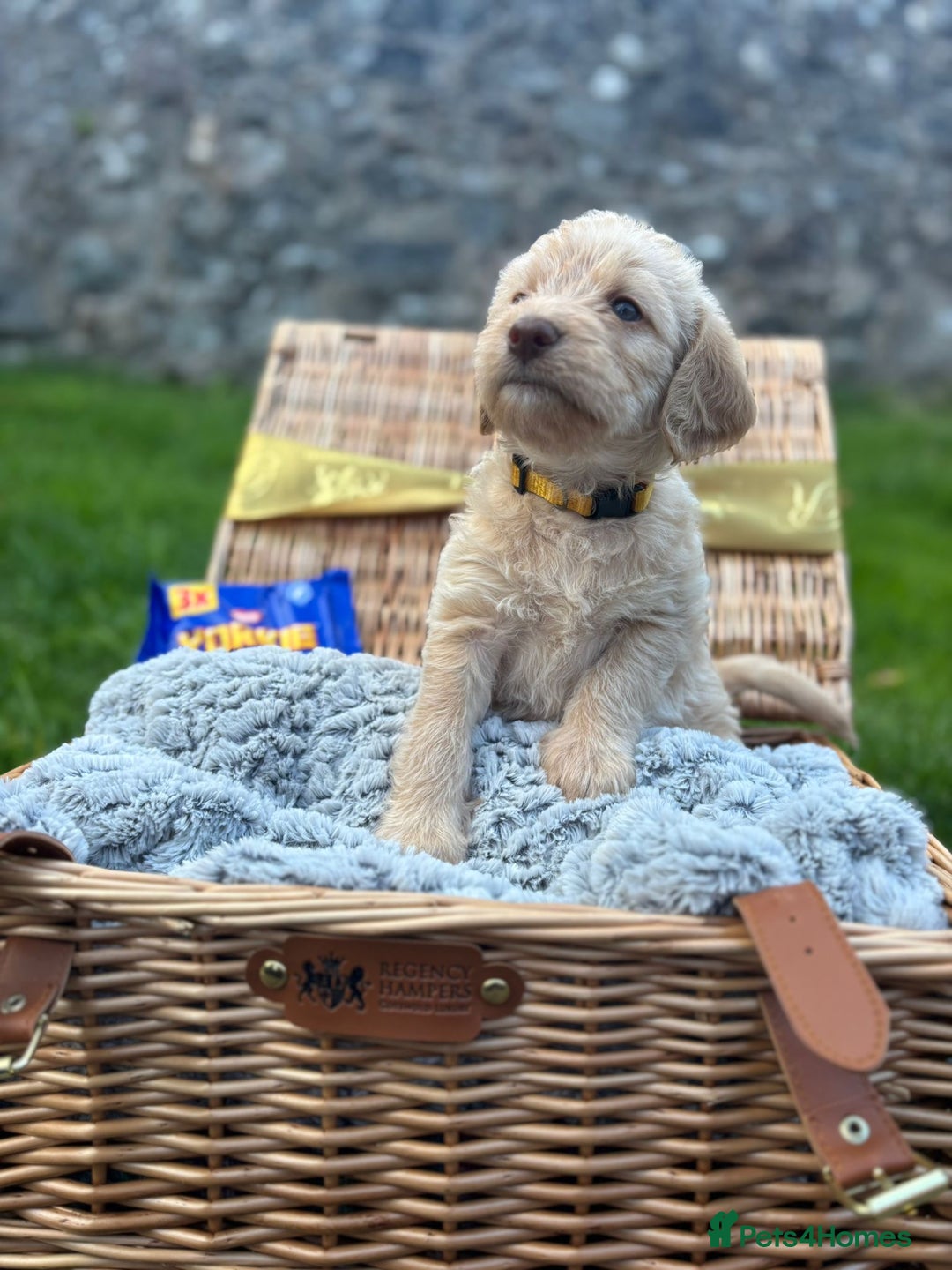 Labradoodle dogs for sale: 🐶 Adorable Labradoodle Puppies for Sale! 🐶 - Image 4